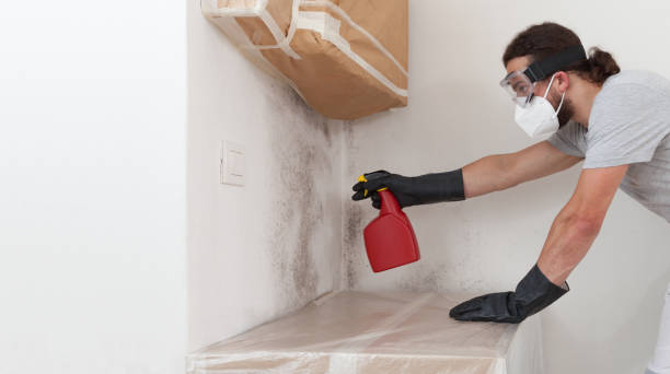 Basement Mold Remediation treatment on basement walls in East Boston